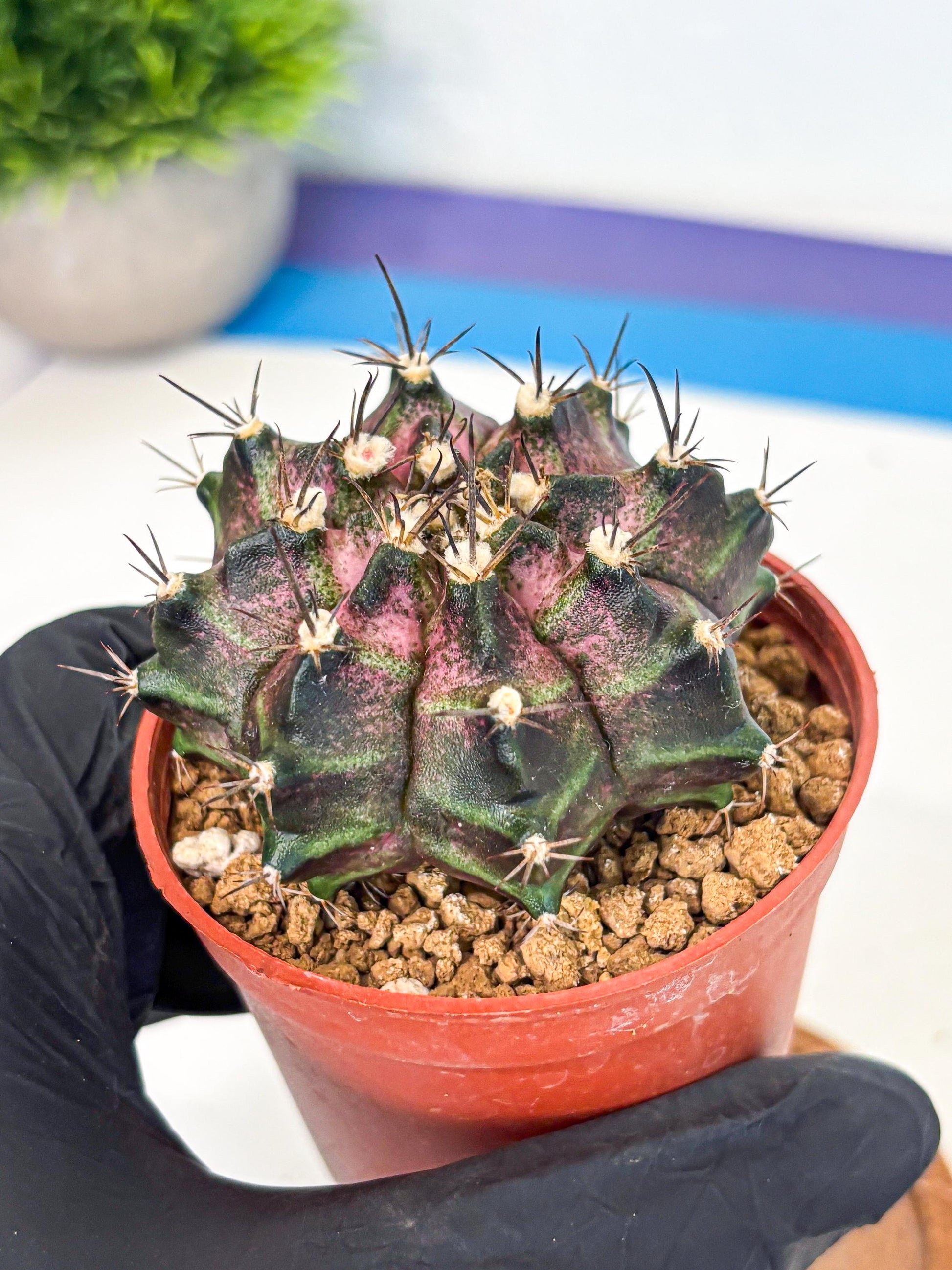 Gymnocalycium T-Rex (gy11) (r2) | Variegated Cactus