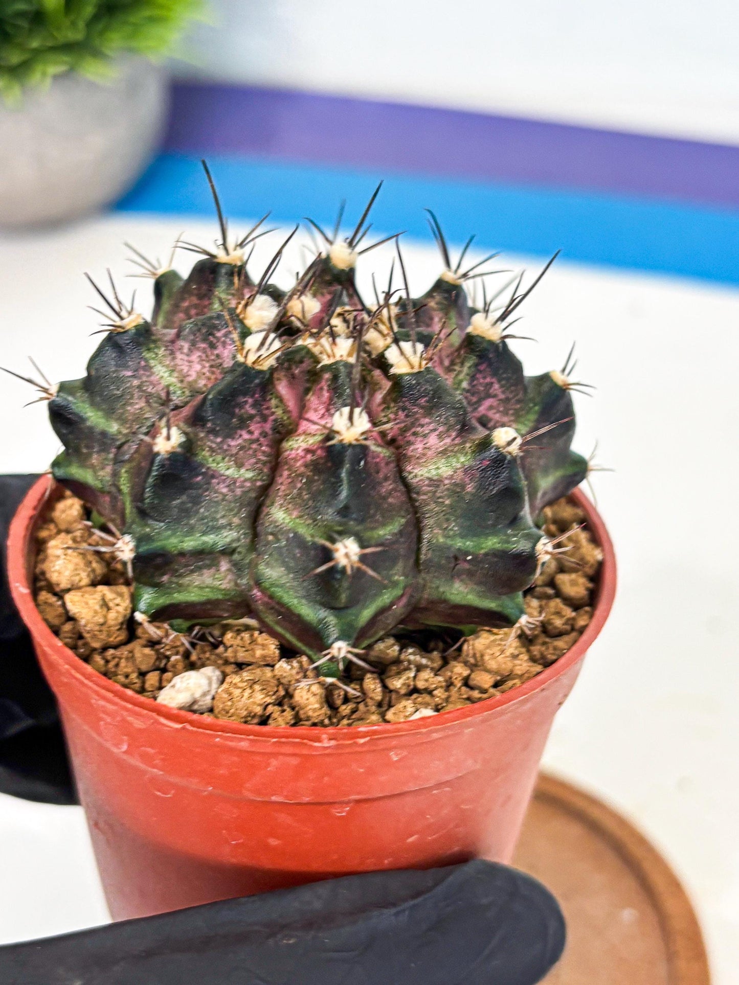 Gymnocalycium T-Rex (gy11) (r2) | Variegated Cactus
