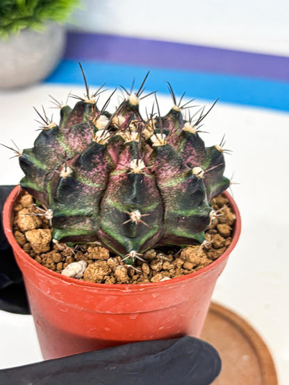 Gymnocalycium T-Rex (gy11) (r2) | Variegated Cactus