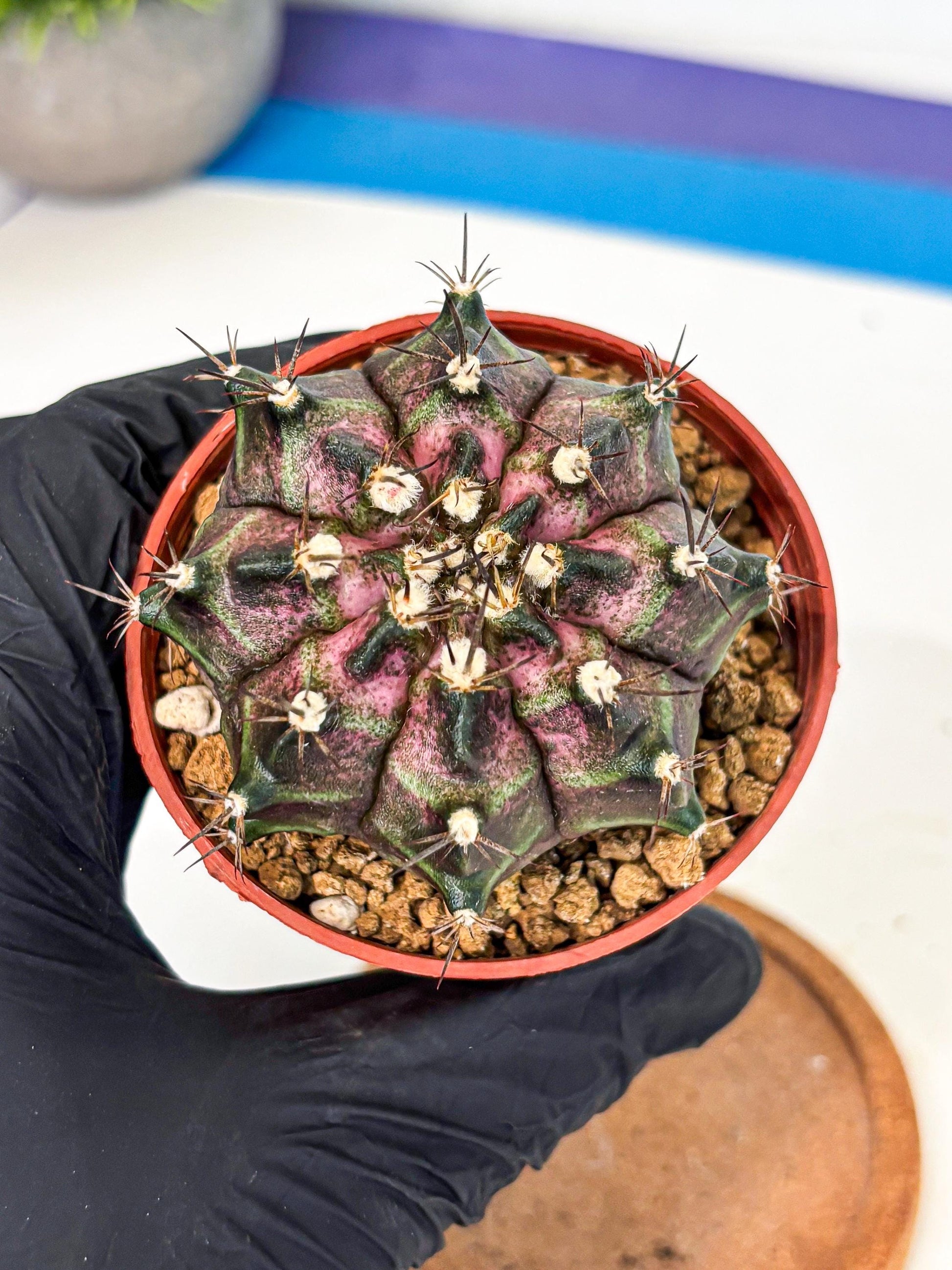 Gymnocalycium T-Rex (gy11) (r2) | Variegated Cactus