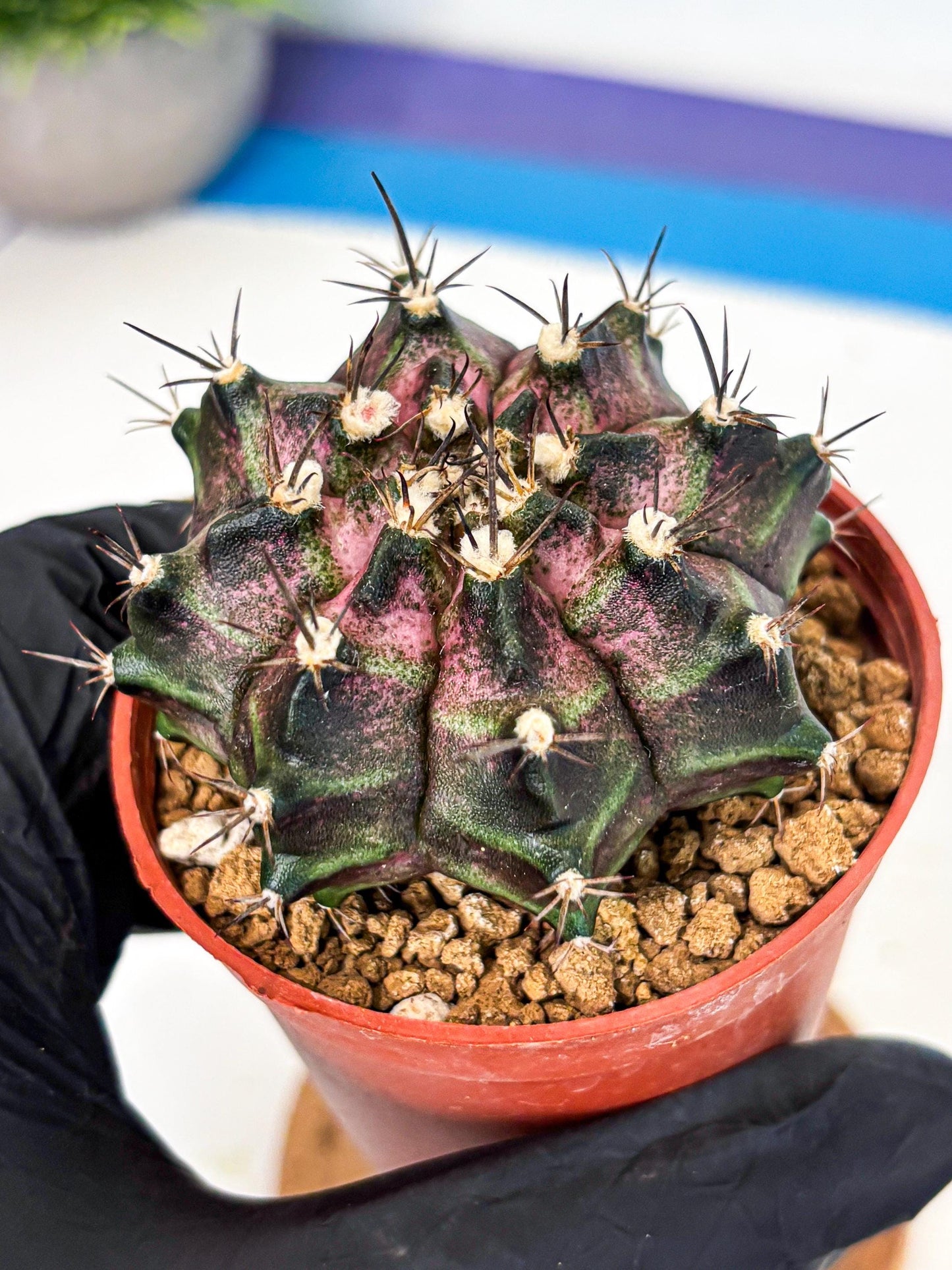 Gymnocalycium T-Rex (gy11) (r2) | Variegated Cactus