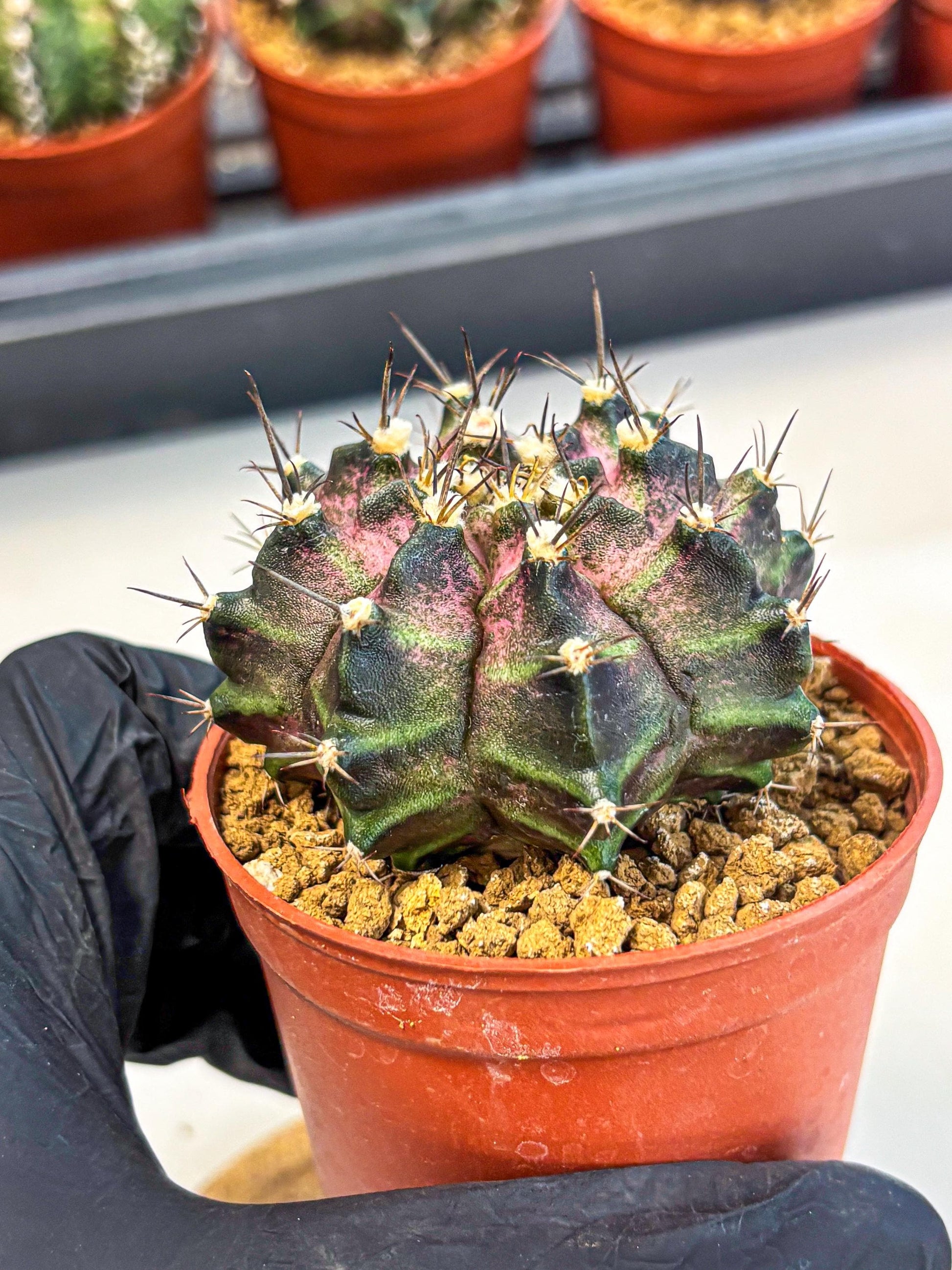 Gymnocalycium T-Rex (gy11) (r2) | Variegated Cactus