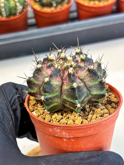 Gymnocalycium T-Rex (gy11) (r2) | Variegated Cactus