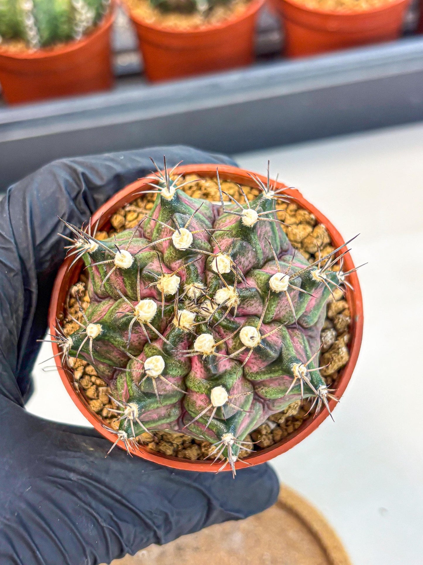 Gymnocalycium T-Rex (gy11) (r3) | Variegated Cactus