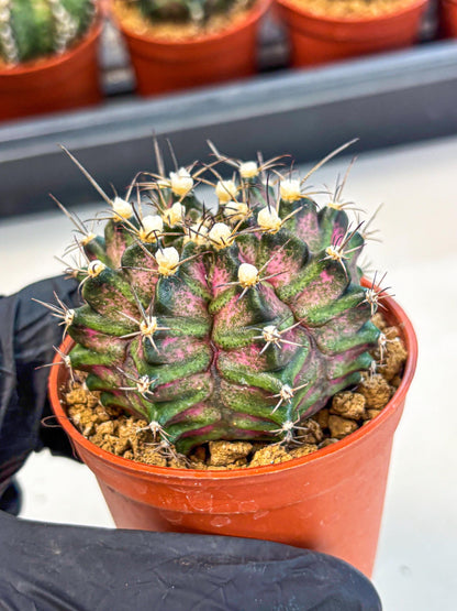 Gymnocalycium T-Rex (gy11) (r3) | Variegated Cactus
