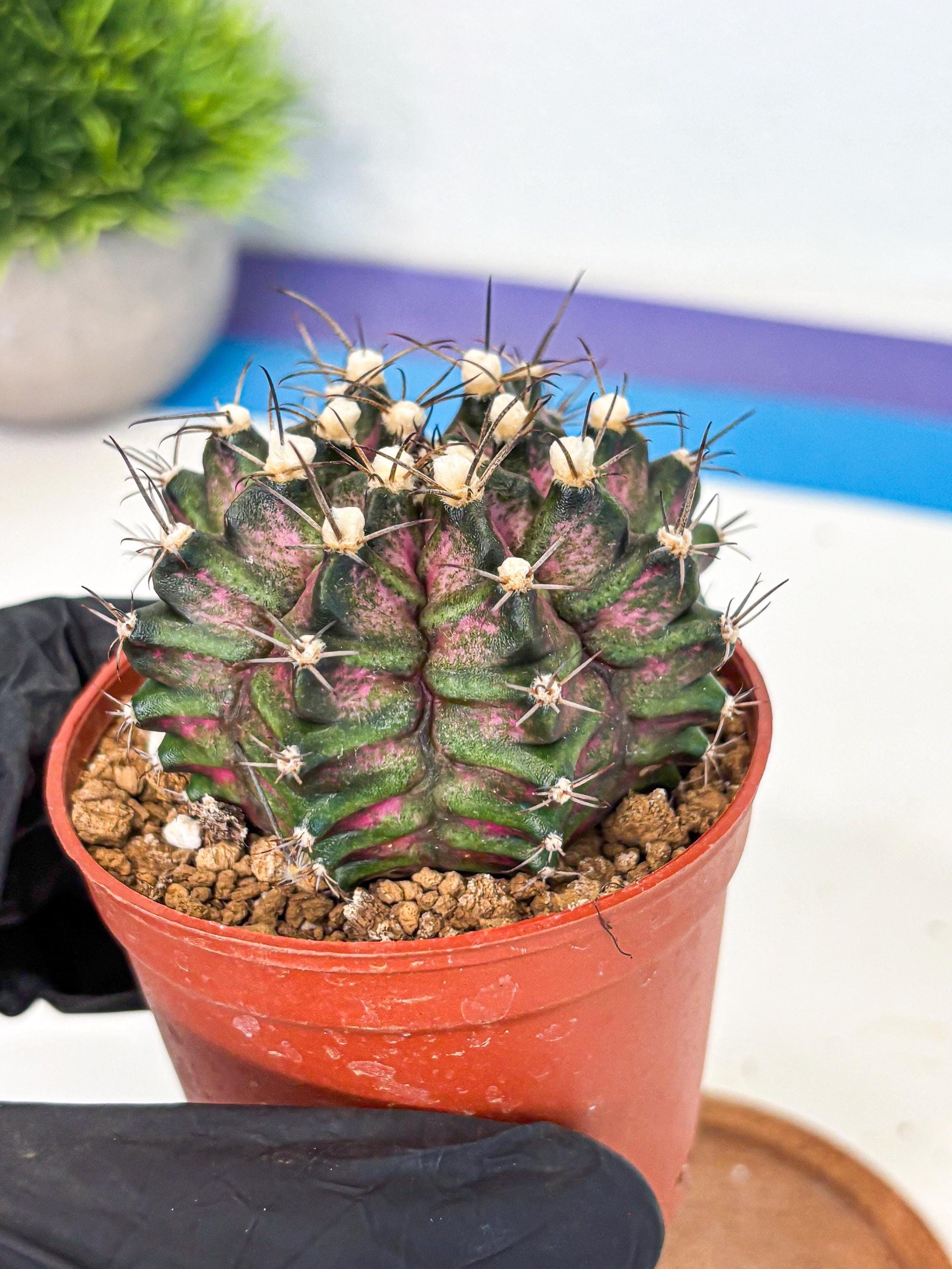 Gymnocalycium T-Rex (gy11) (r3) | Variegated Cactus