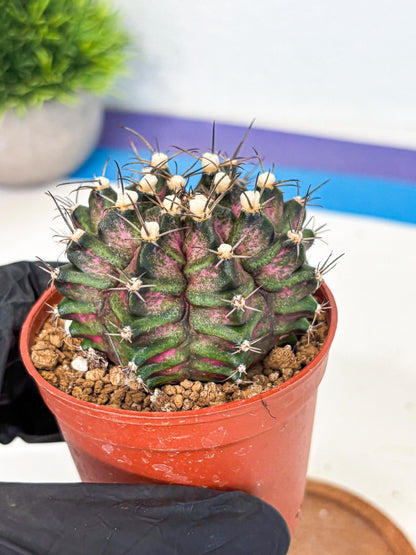 Gymnocalycium T-Rex (gy11) (r3) | Variegated Cactus