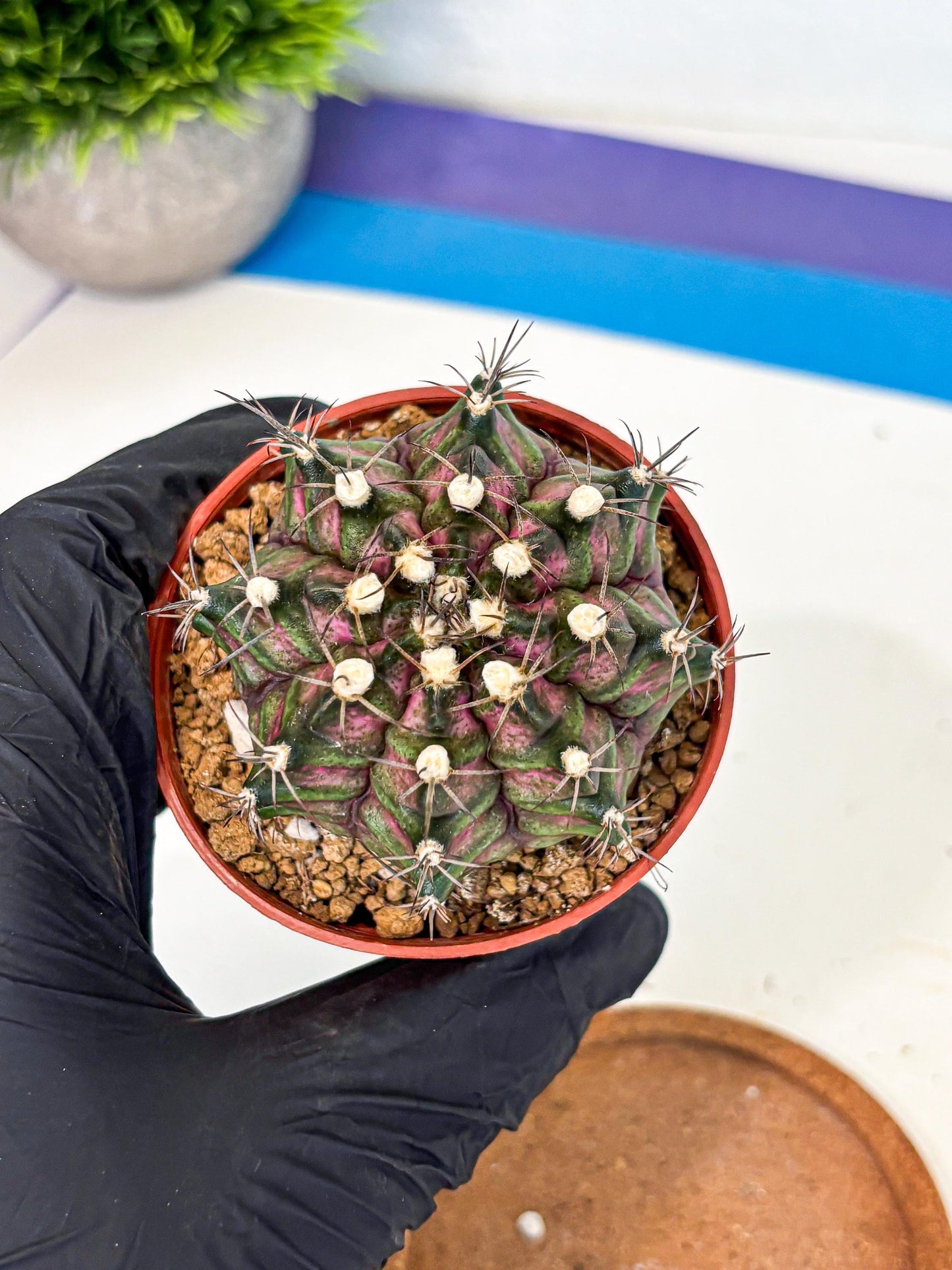 Gymnocalycium T-Rex (gy11) (r3) | Variegated Cactus
