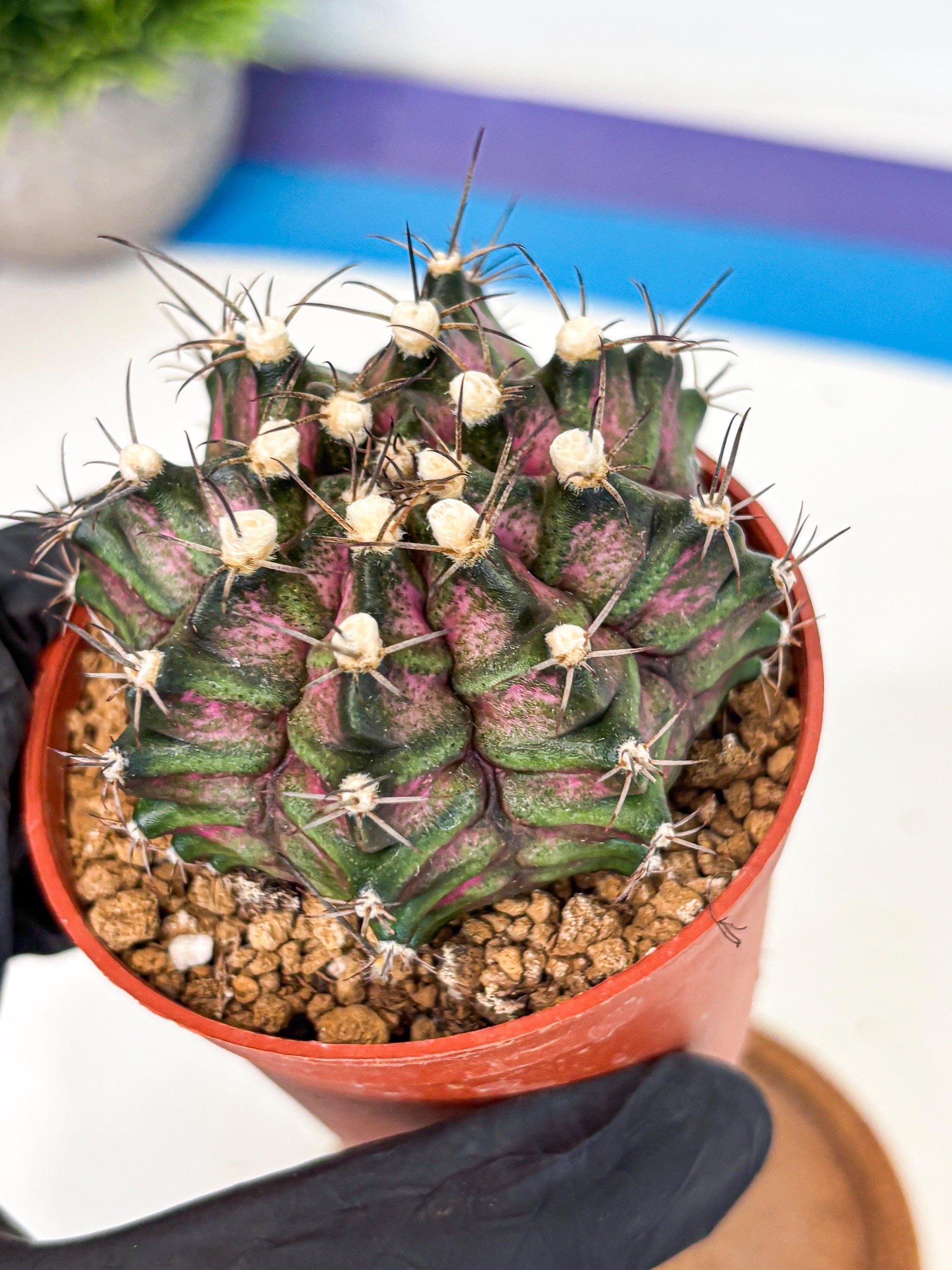 Gymnocalycium T-Rex (gy11) (r3) | Variegated Cactus