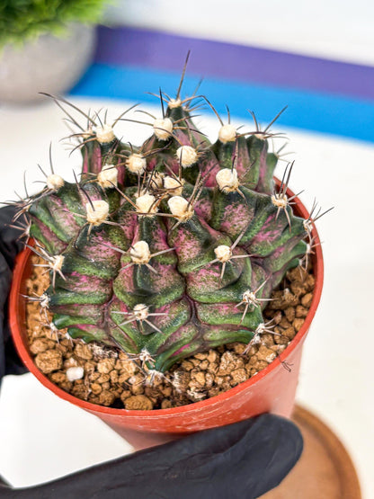 Gymnocalycium T-Rex (gy11) (r3) | Variegated Cactus