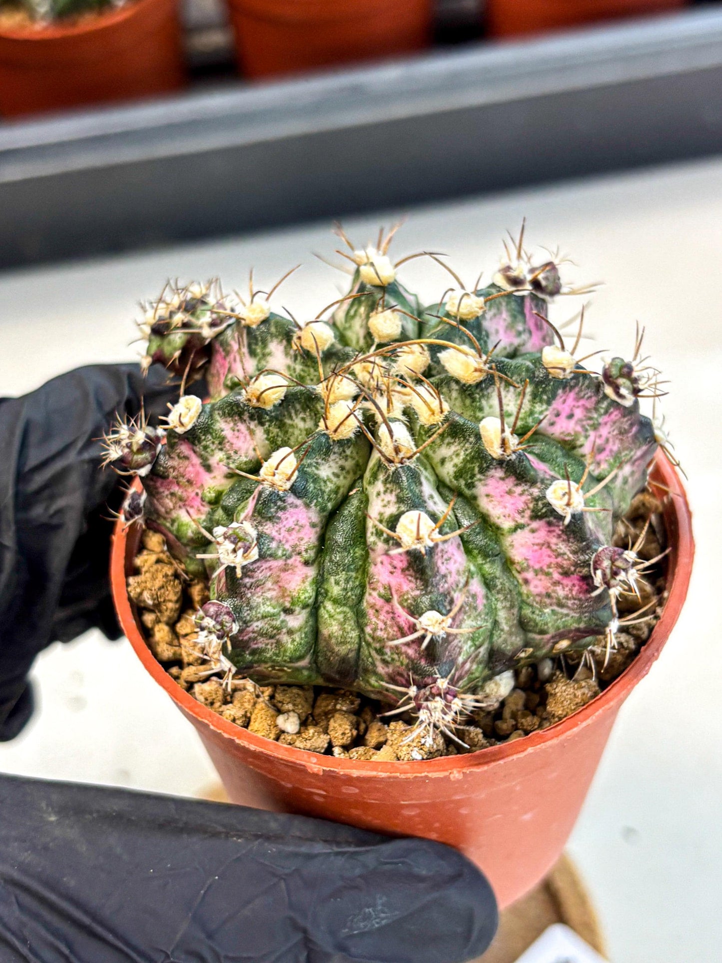 Gymnocalycium T-Rex (gy11) (r4) | Variegated Cactus