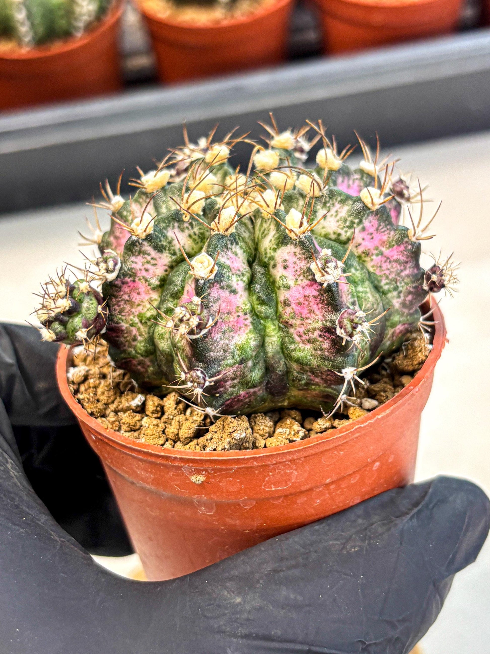 Gymnocalycium T-Rex (gy11) (r4) | Variegated Cactus