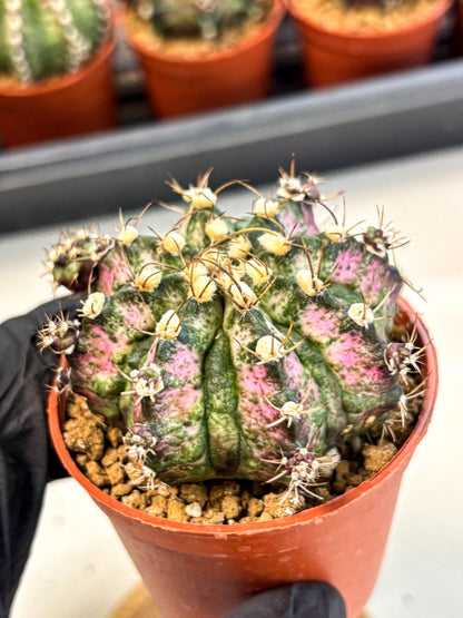 Gymnocalycium T-Rex (gy11) (r4) | Variegated Cactus