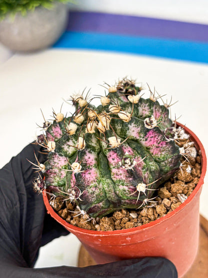 Gymnocalycium T-Rex (gy11) (r4) | Variegated Cactus