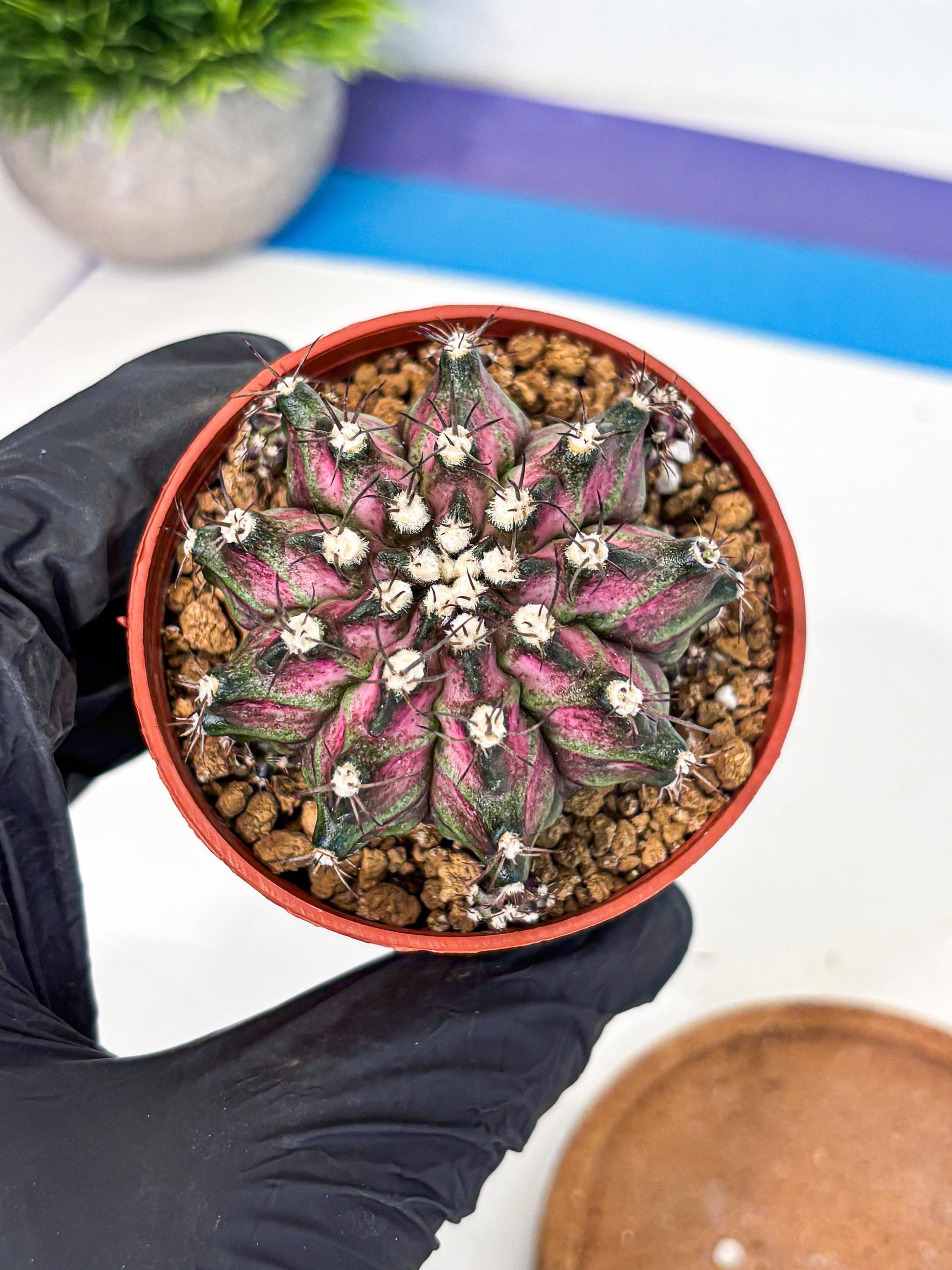 Gymnocalycium T-Rex (gy11) (r5) | Variegated Cactus