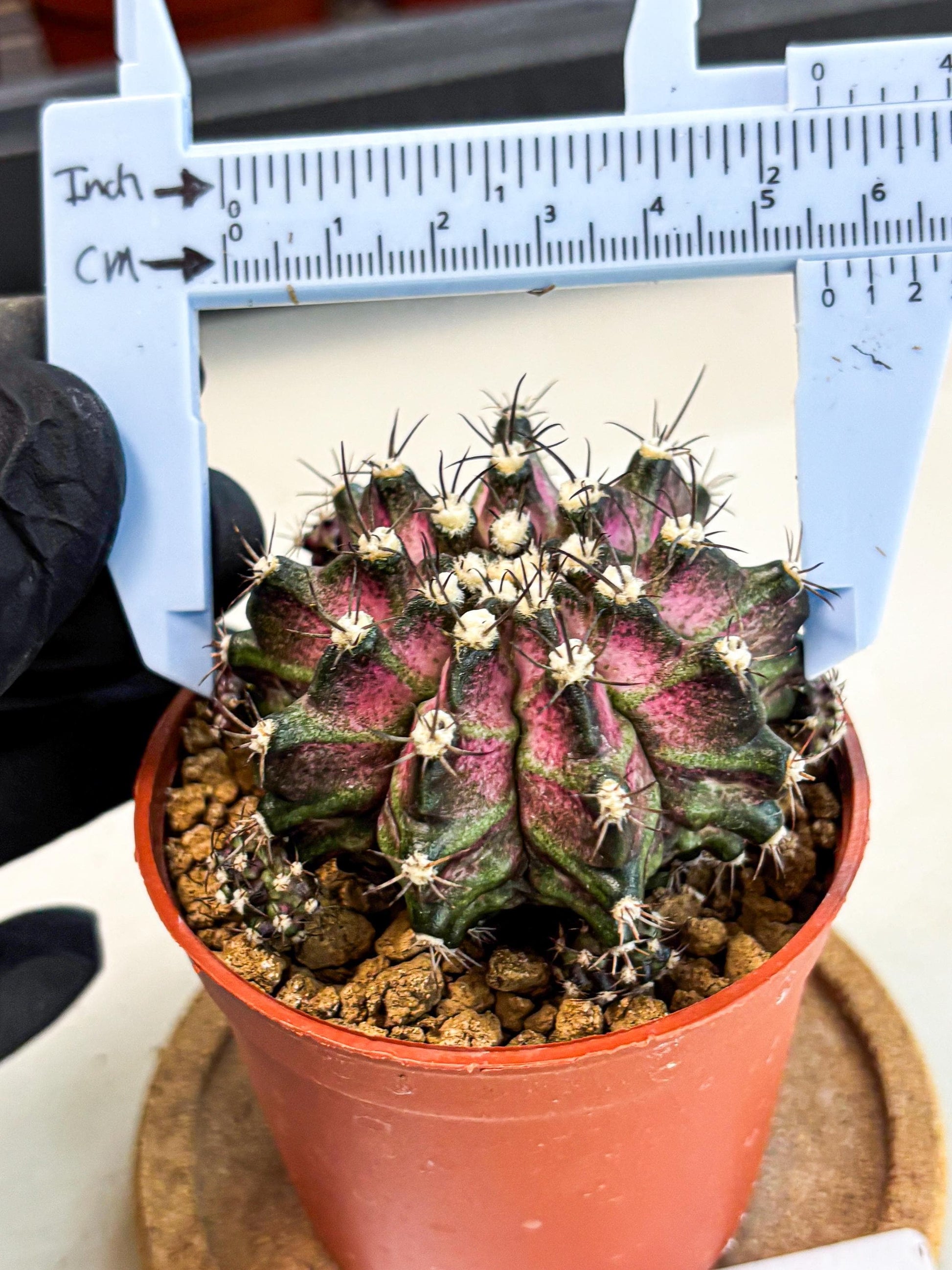 Gymnocalycium T-Rex (gy11) (r5) | Variegated Cactus