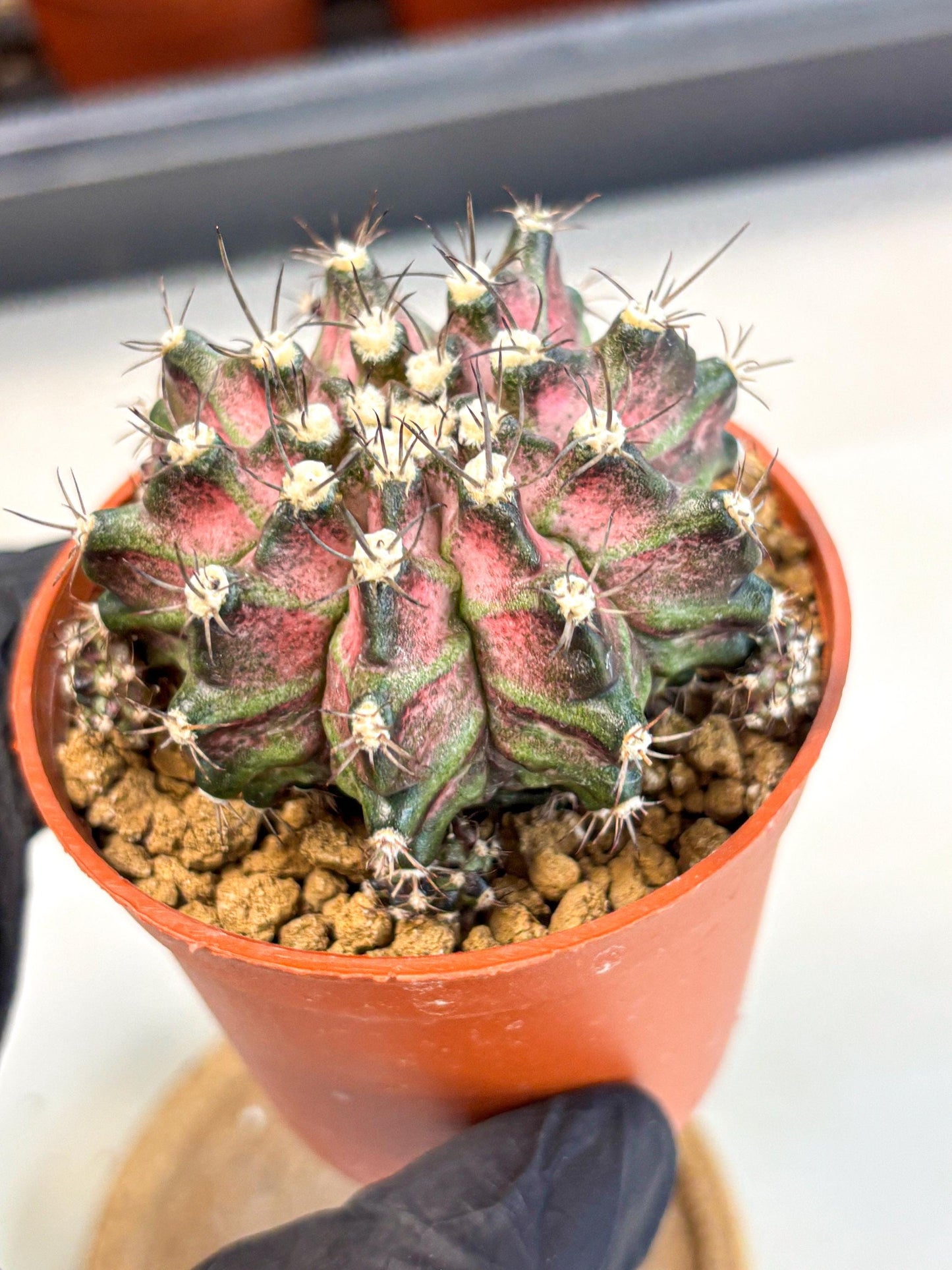 Gymnocalycium T-Rex (gy11) (r5) | Variegated Cactus