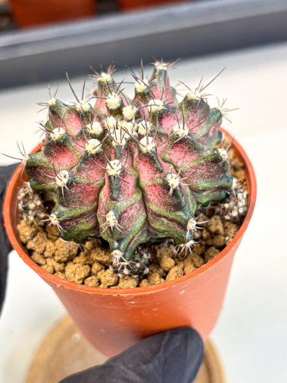 Gymnocalycium T-Rex (gy11) (r5) | Variegated Cactus