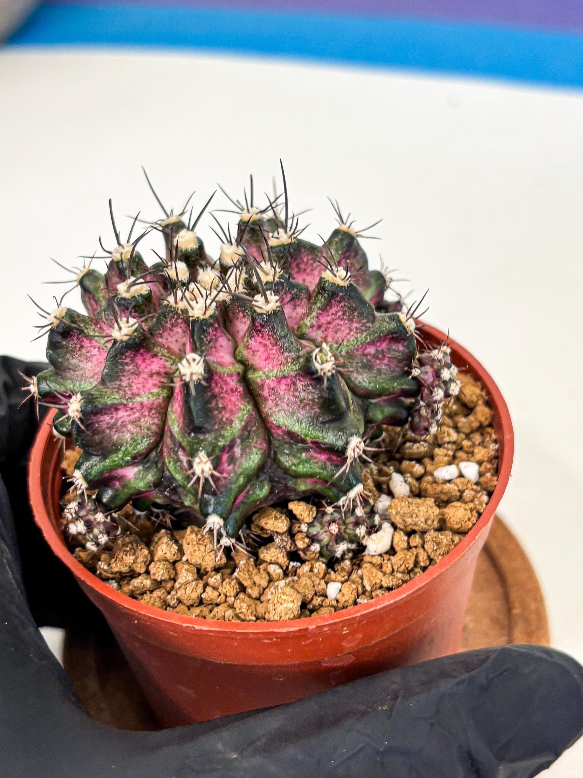 Gymnocalycium T-Rex (gy11) (r5) | Variegated Cactus