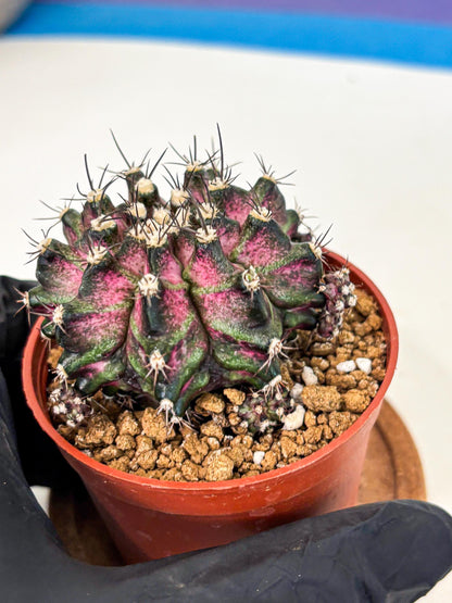 Gymnocalycium T-Rex (gy11) (r5) | Variegated Cactus