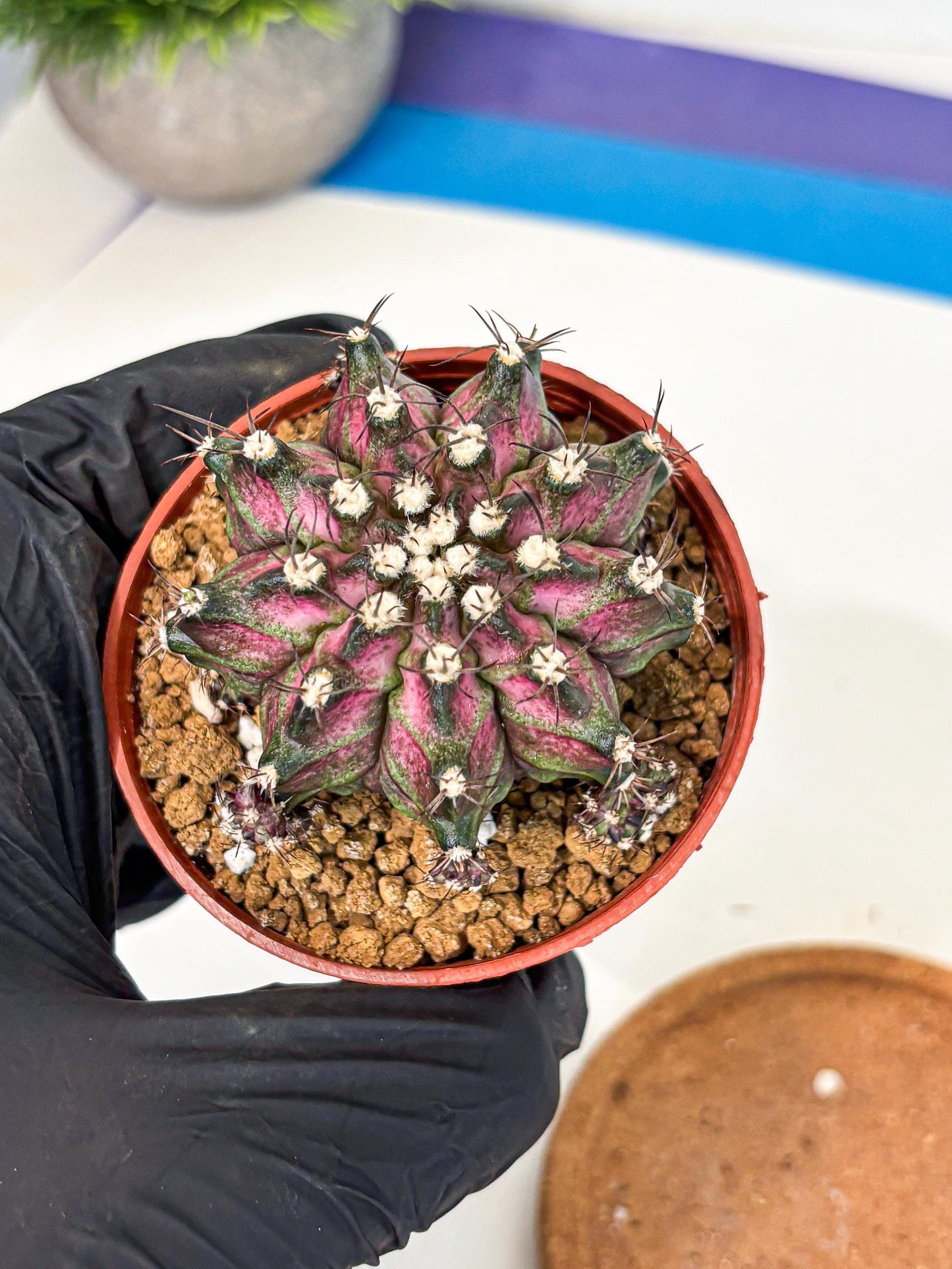 Gymnocalycium T-Rex (gy11) (r5) | Variegated Cactus