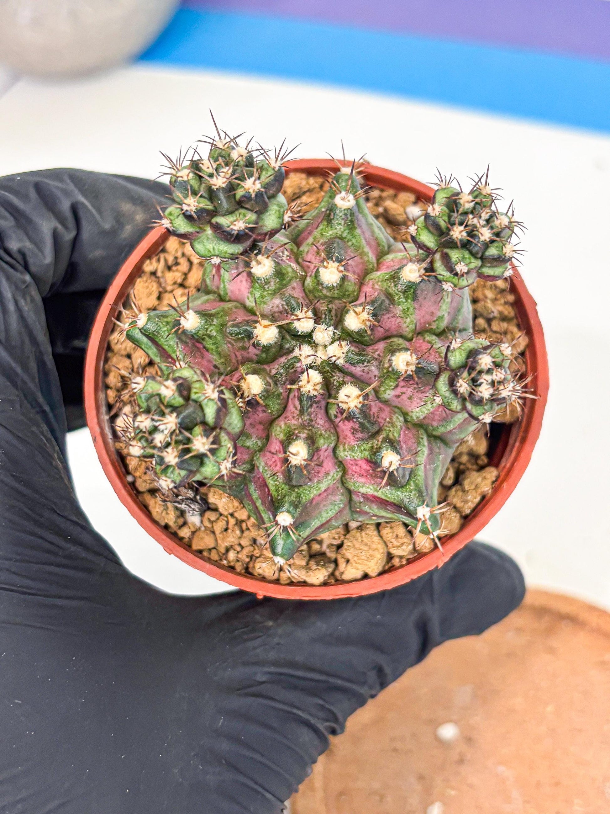 Gymnocalycium T-Rex (gy11) (r) | Variegated Cactus