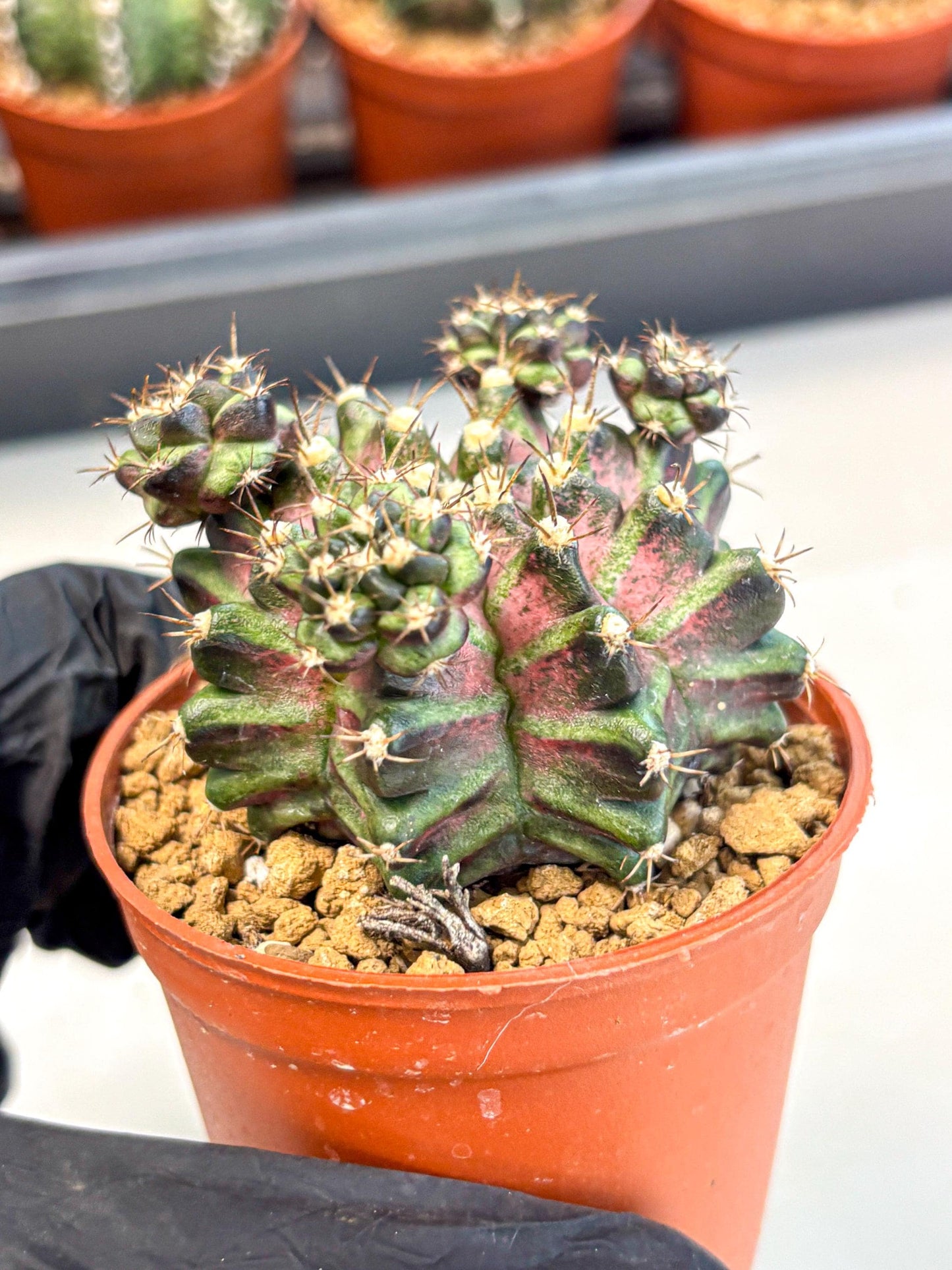 Gymnocalycium T-Rex (gy11) (r) | Variegated Cactus