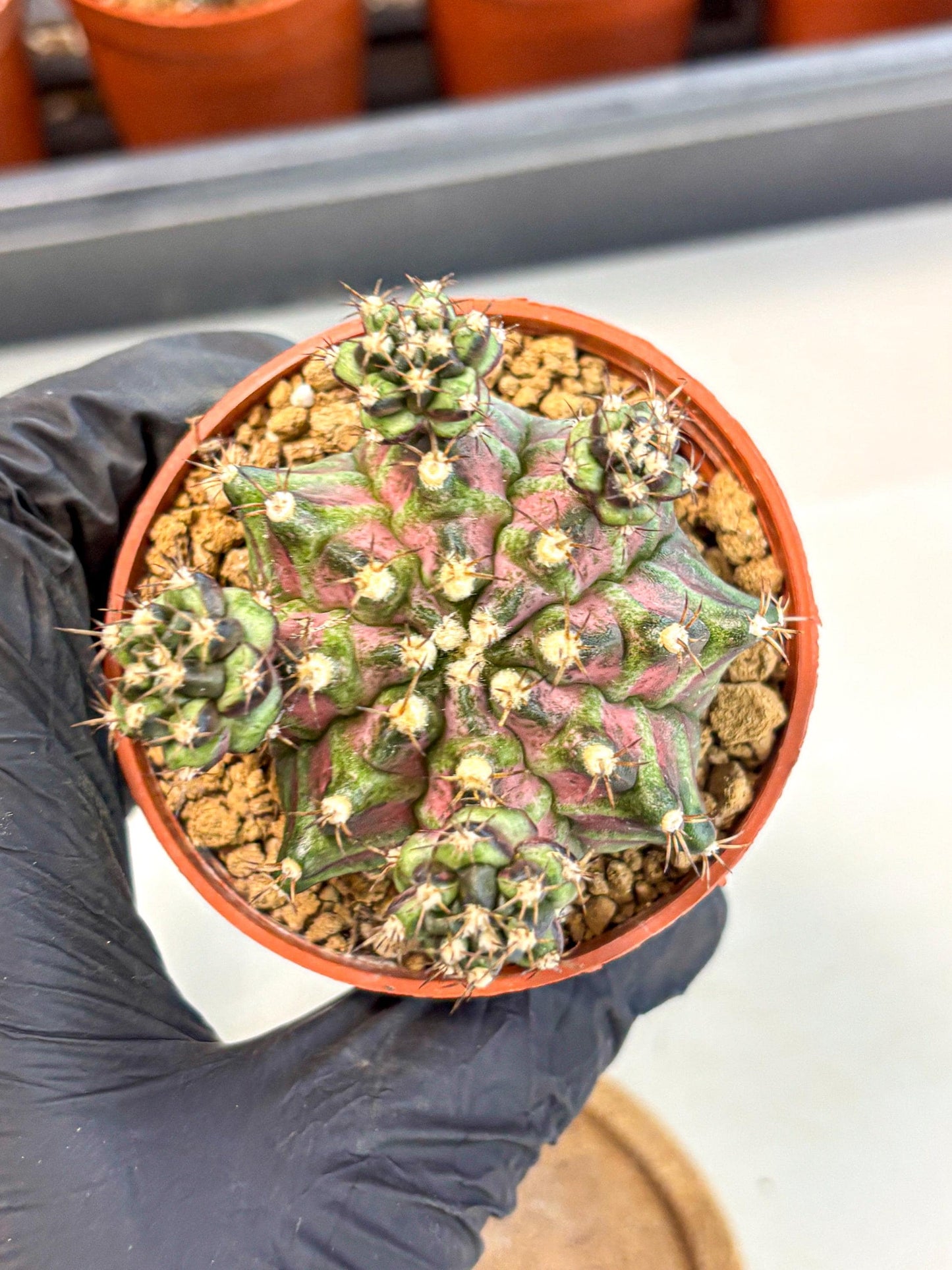 Gymnocalycium T-Rex (gy11) (r) | Variegated Cactus