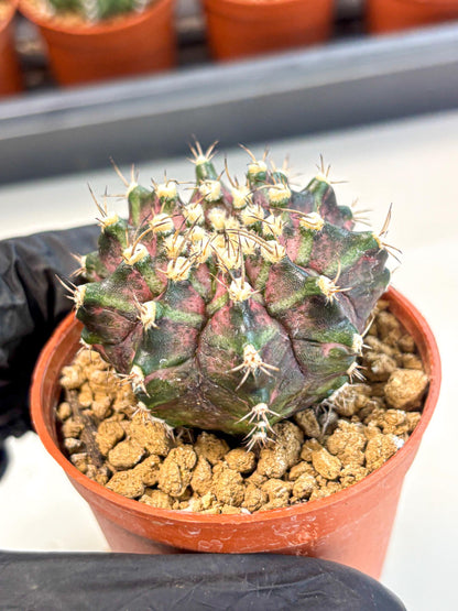 Gymnocalycium T-Rex (gy11) (r7) | Variegated Cactus