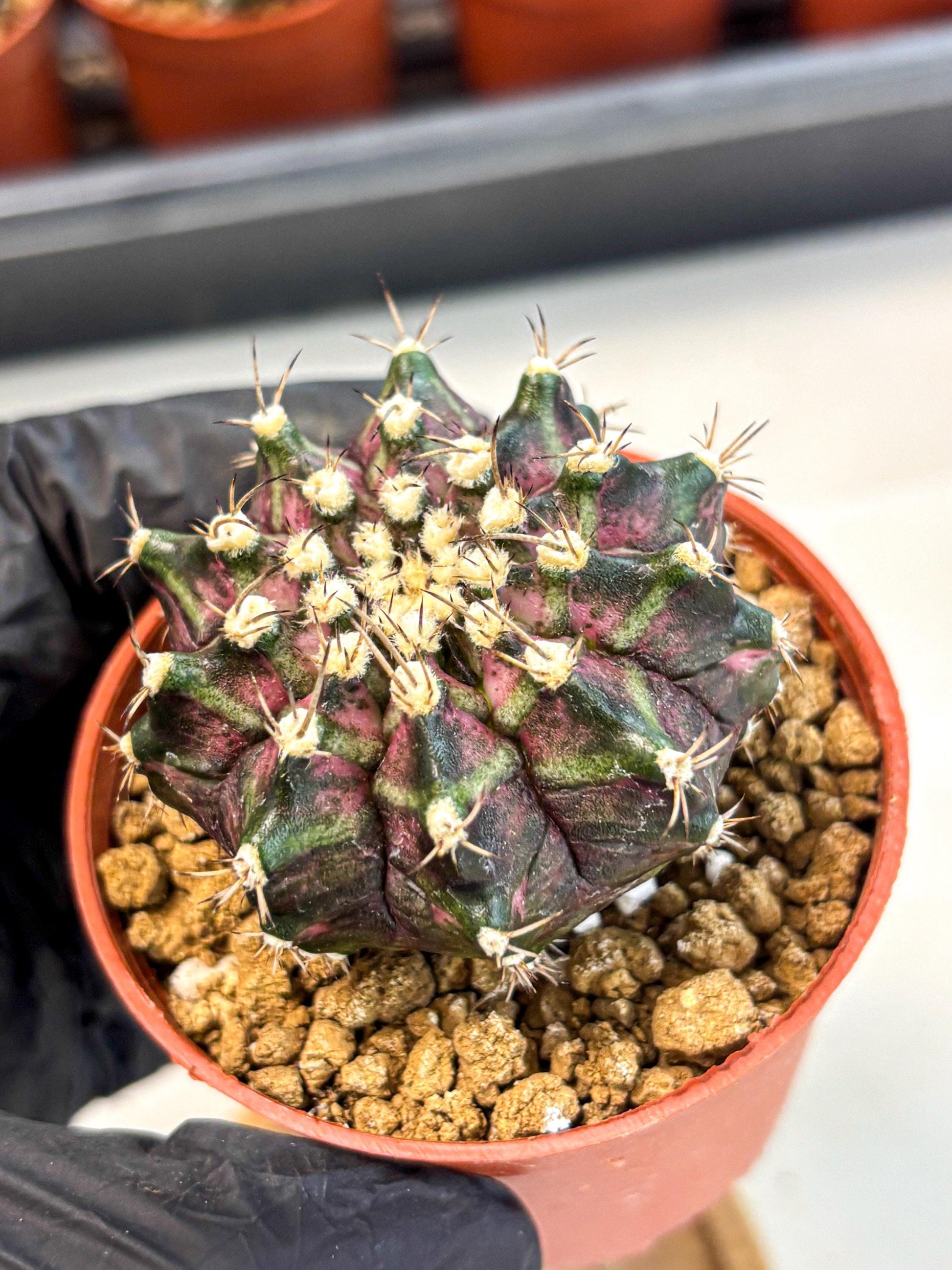 Gymnocalycium T-Rex (gy11) (r7) | Variegated Cactus