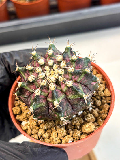 Gymnocalycium T-Rex (gy11) (r7) | Variegated Cactus