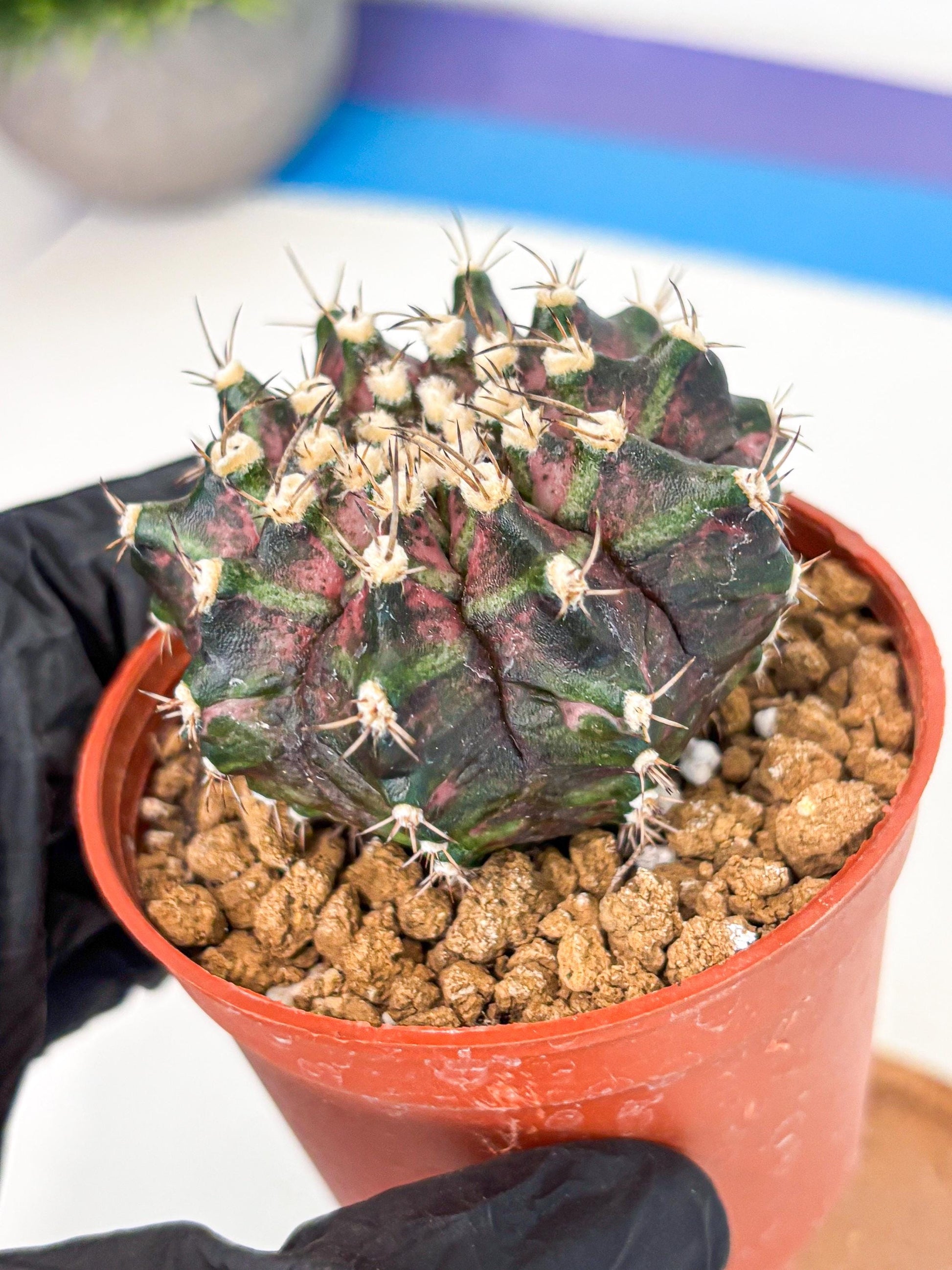 Gymnocalycium T-Rex (gy11) (r7) | Variegated Cactus