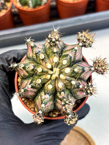 Gymnocalycium T-Rex (gy11) (y1) | Variegated Cactus