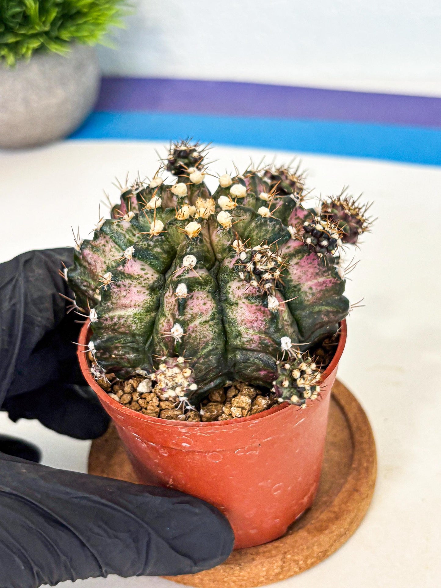 Gymnocalycium T-Rex (gy11) (y1) | Variegated Cactus