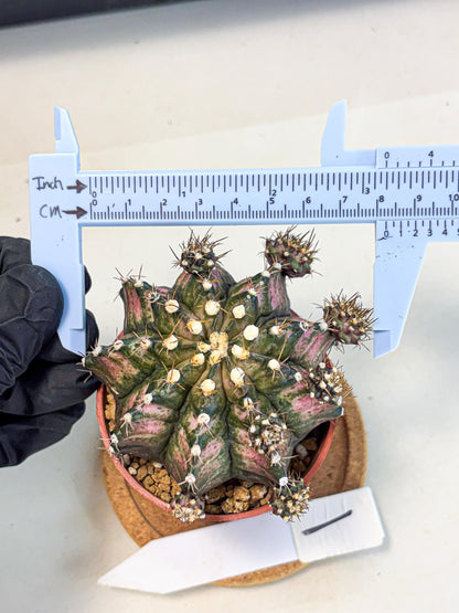 Gymnocalycium T-Rex (gy11) (y1) | Variegated Cactus