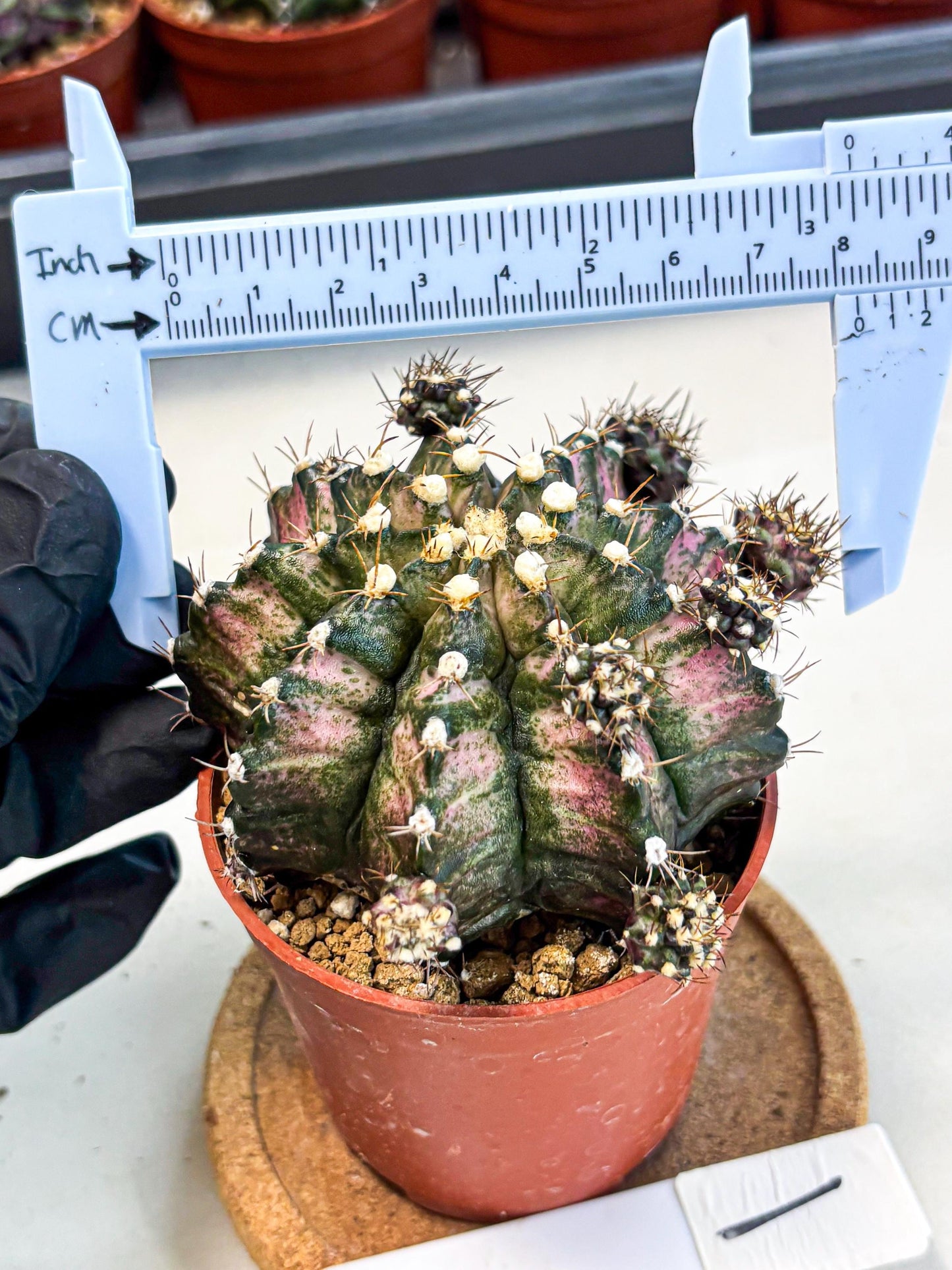 Gymnocalycium T-Rex (gy11) (y1) | Variegated Cactus