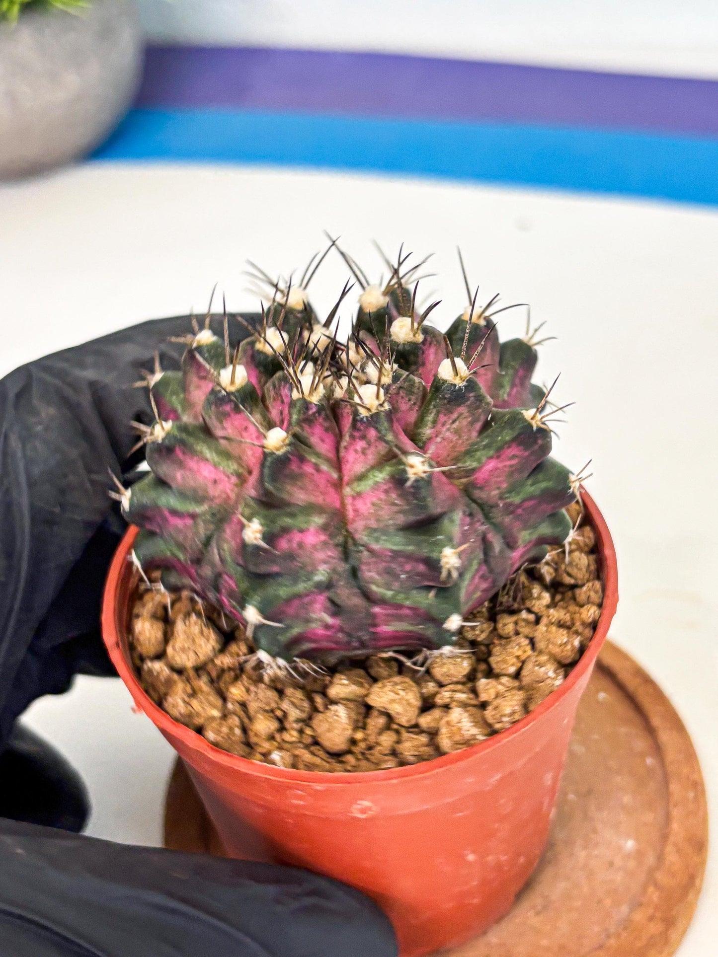 Gymnocalycium T-Rex (gy11) (y2) | Variegated Cactus