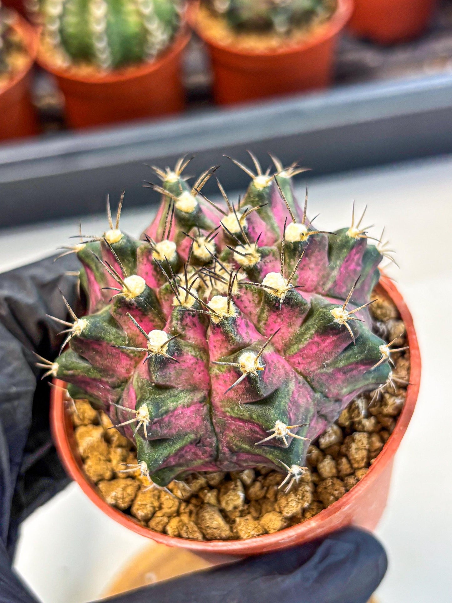 Gymnocalycium T-Rex (gy11) (y2) | Variegated Cactus