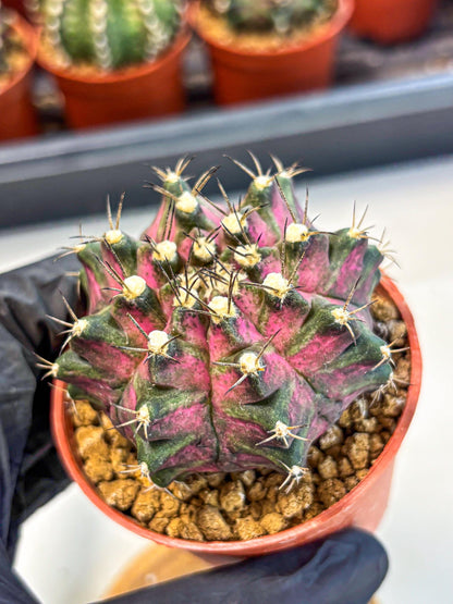 Gymnocalycium T-Rex (gy11) (y2) | Variegated Cactus