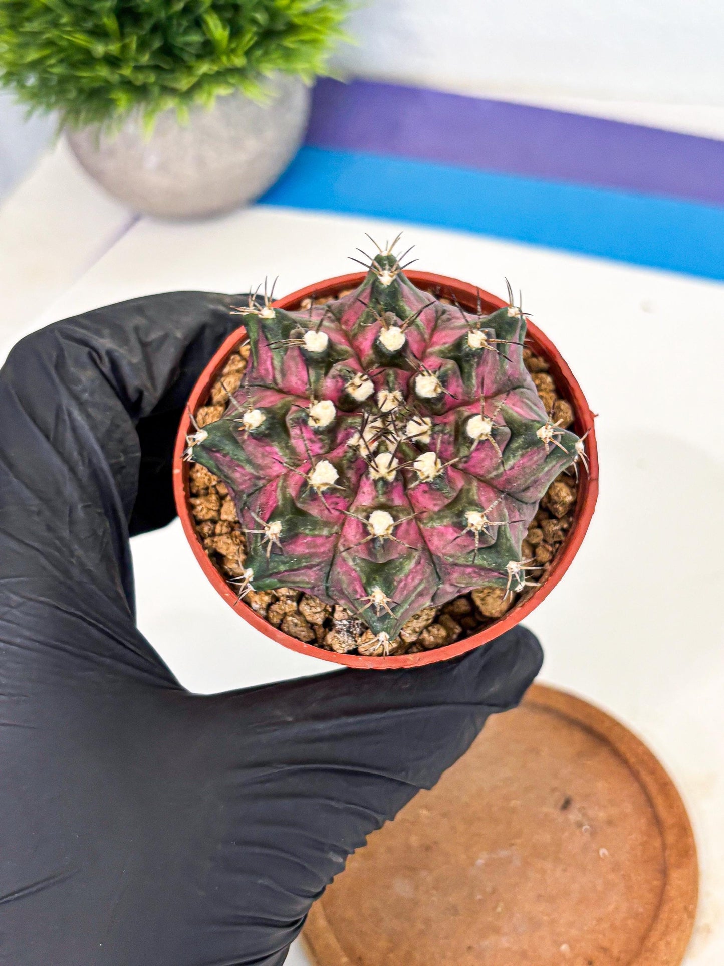 Gymnocalycium T-Rex (gy11) (y2) | Variegated Cactus