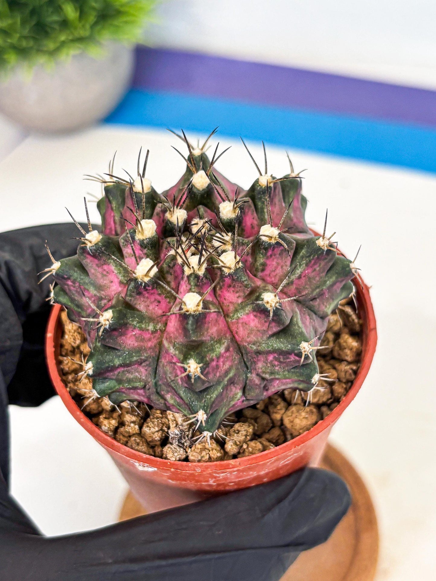 Gymnocalycium T-Rex (gy11) (y2) | Variegated Cactus