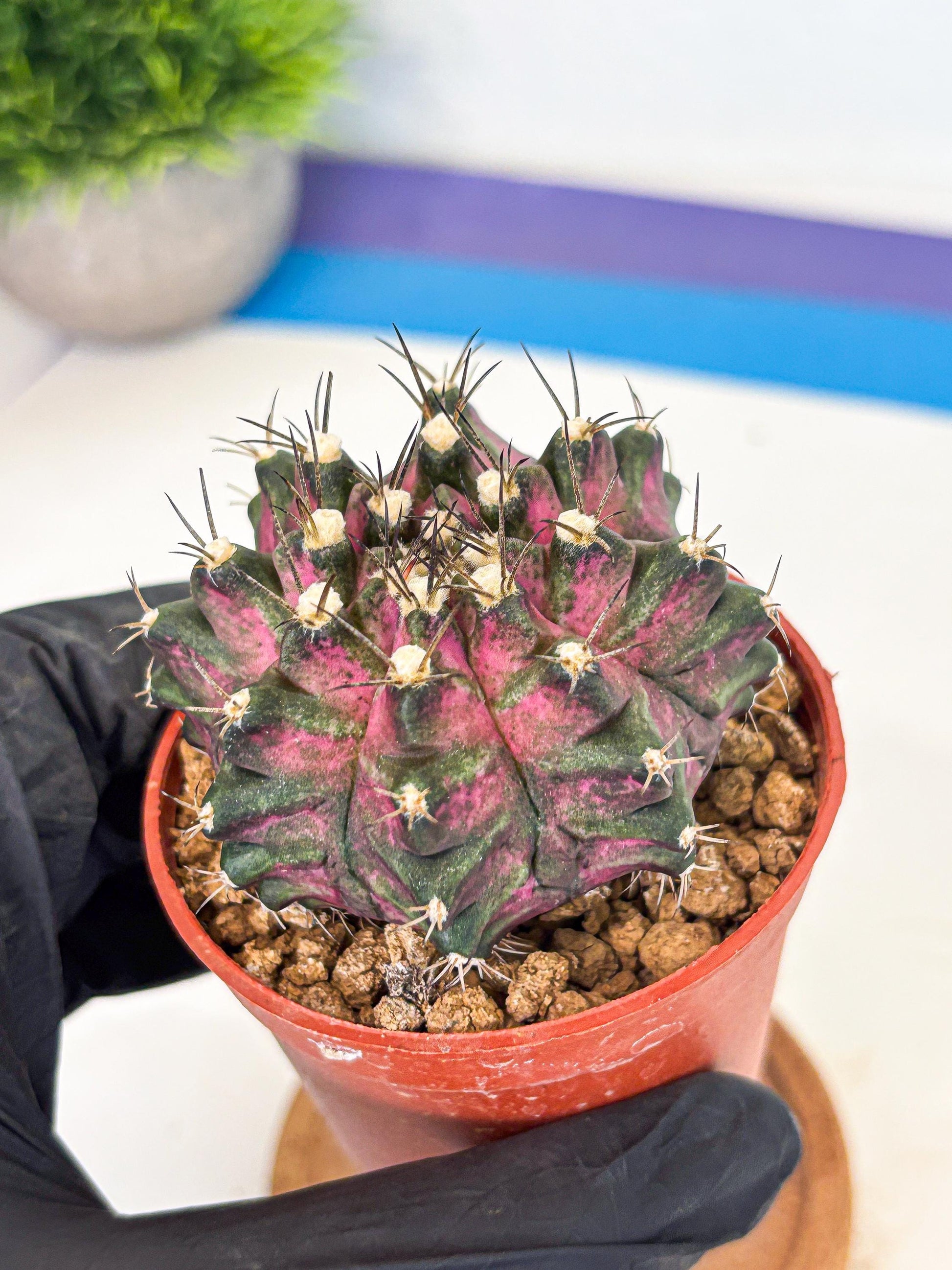 Gymnocalycium T-Rex (gy11) (y2) | Variegated Cactus