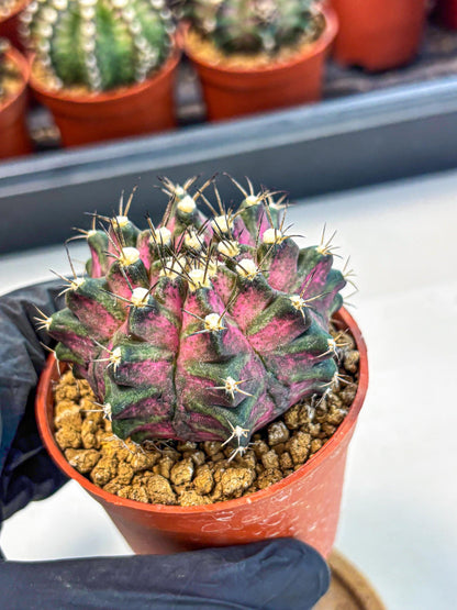 Gymnocalycium T-Rex (gy11) (y2) | Variegated Cactus