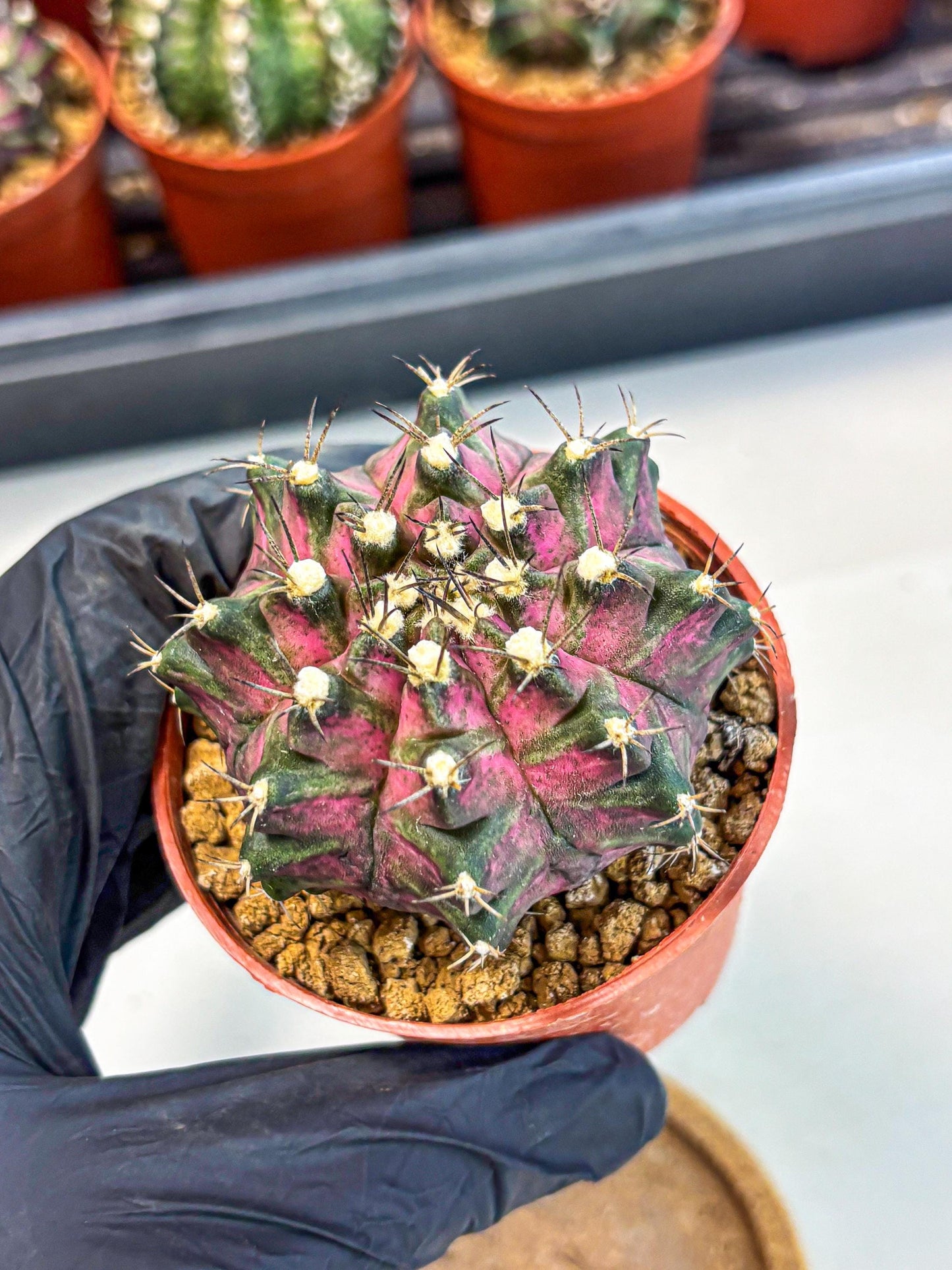 Gymnocalycium T-Rex (gy11) (y2) | Variegated Cactus
