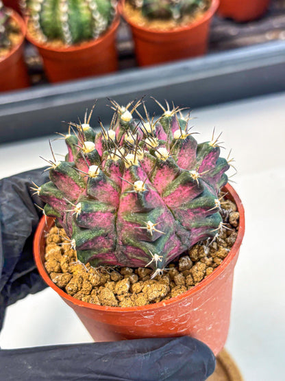 Gymnocalycium T-Rex (gy11) (y2) | Variegated Cactus