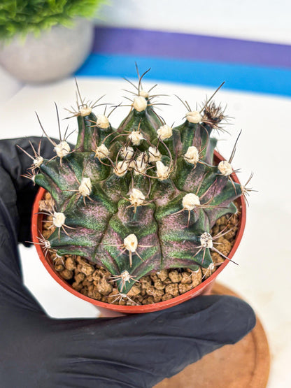 Gymnocalycium T-Rex (gy11) (y3) | Variegated Cactus