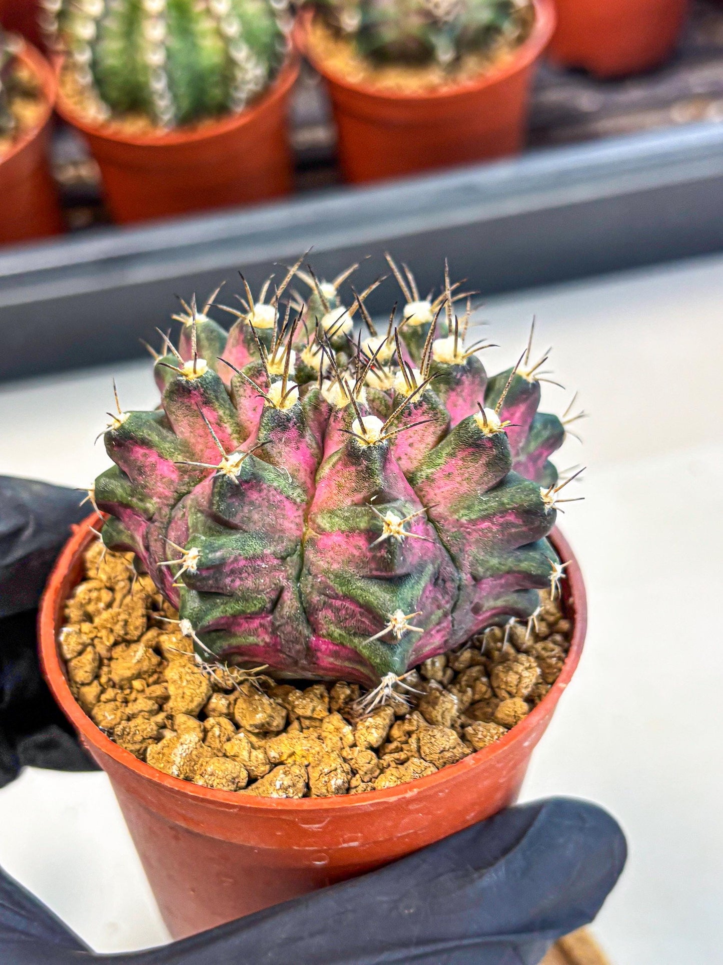 Gymnocalycium T-Rex (gy11) (y2) | Variegated Cactus