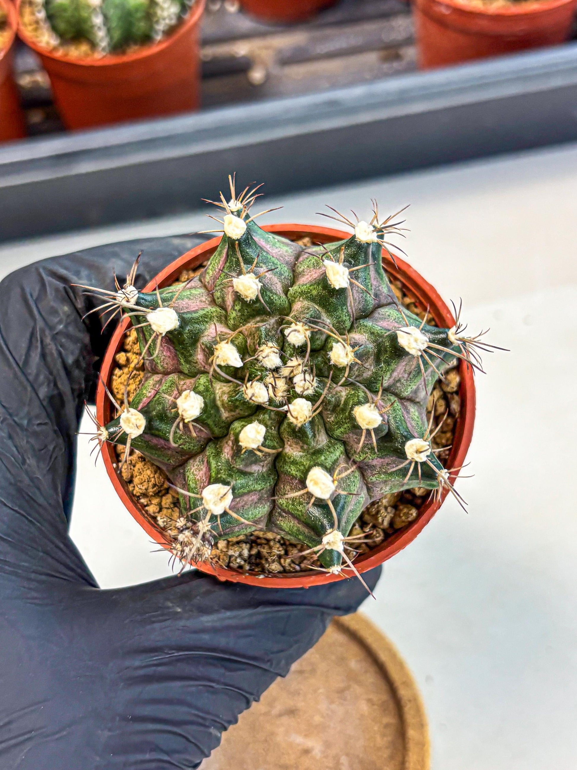 Gymnocalycium T-Rex (gy11) (y3) | Variegated Cactus