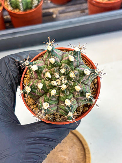 Gymnocalycium T-Rex (gy11) (y3) | Variegated Cactus
