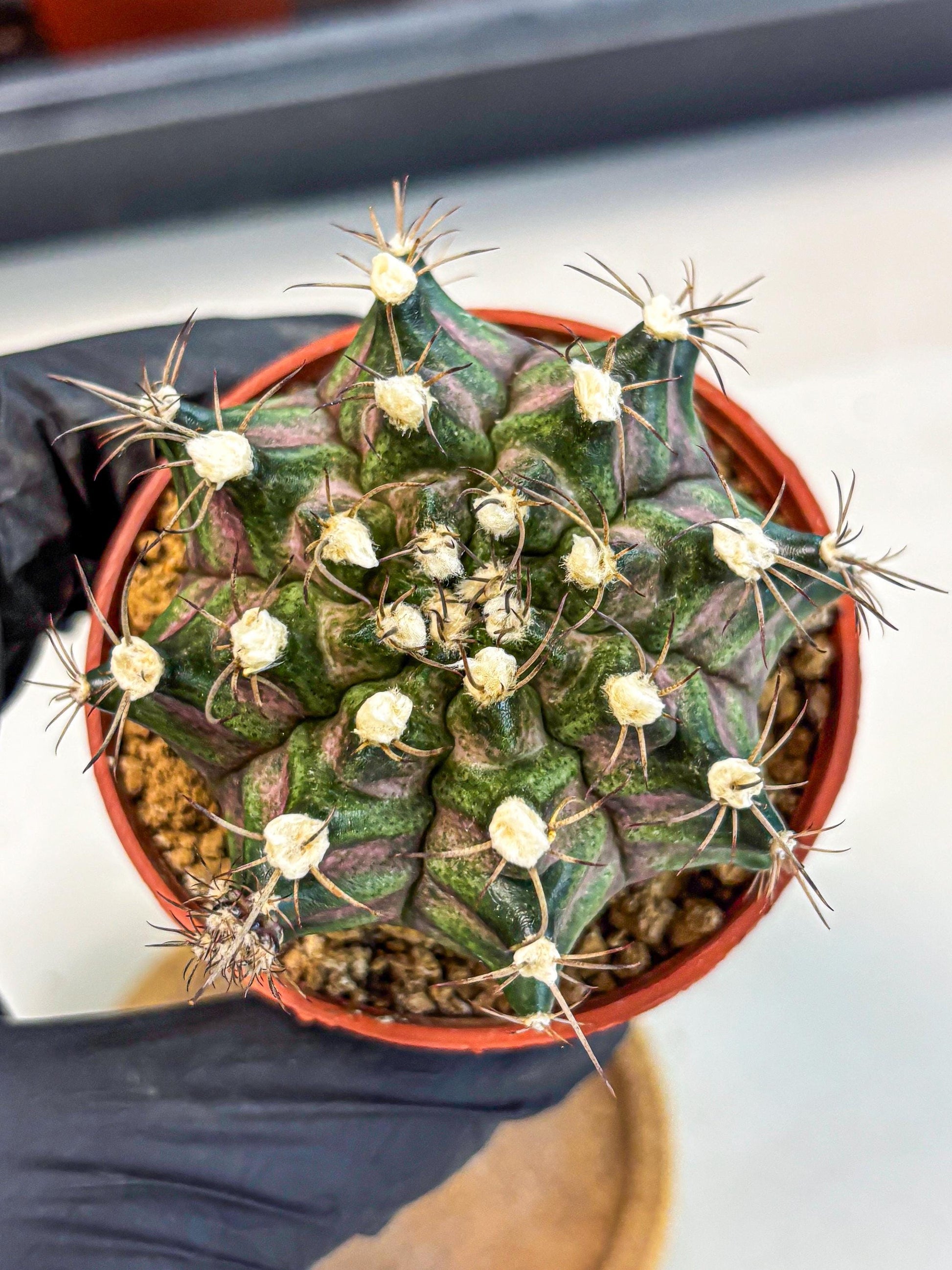 Gymnocalycium T-Rex (gy11) (y3) | Variegated Cactus